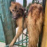 Heartbreaking Rescue Attempt: Man Bravely Fights to Save Neglected Dog in Marbella! - 325008300 565801068781775 7361636361314611793 n - Sports and Recreation -