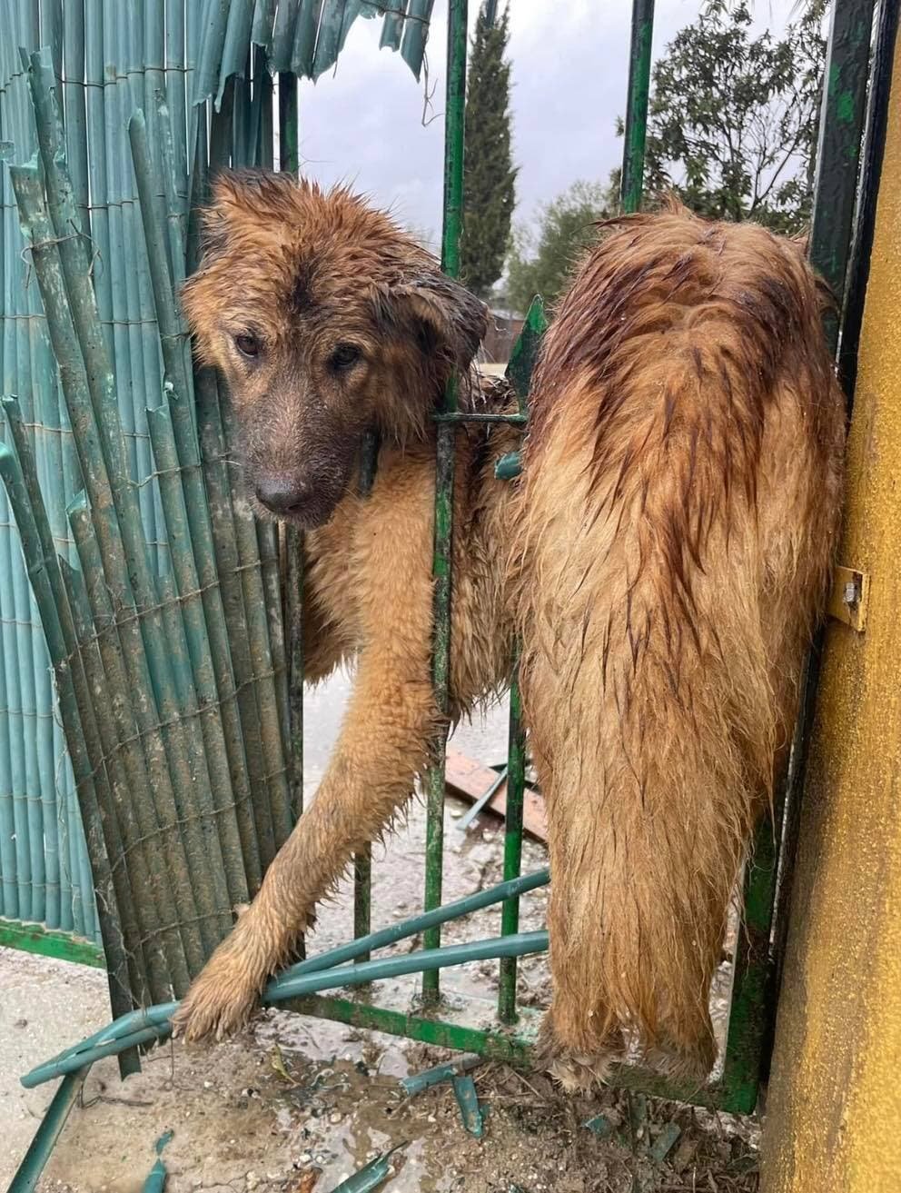 Heartbreaking Rescue Attempt: Man Bravely Fights to Save Neglected Dog in Marbella! - 325008300 565801068781775 7361636361314611793 n - Health and Safety -