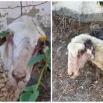 Breaking News: British Expats Uncover Animal Abuse on Spanish Farm, Police Too Occupied to Investigate! - collage maker 06 oct 2023 04 31 pm 4920 scaled 1 - Marbella News Crime - British Man in Marbella