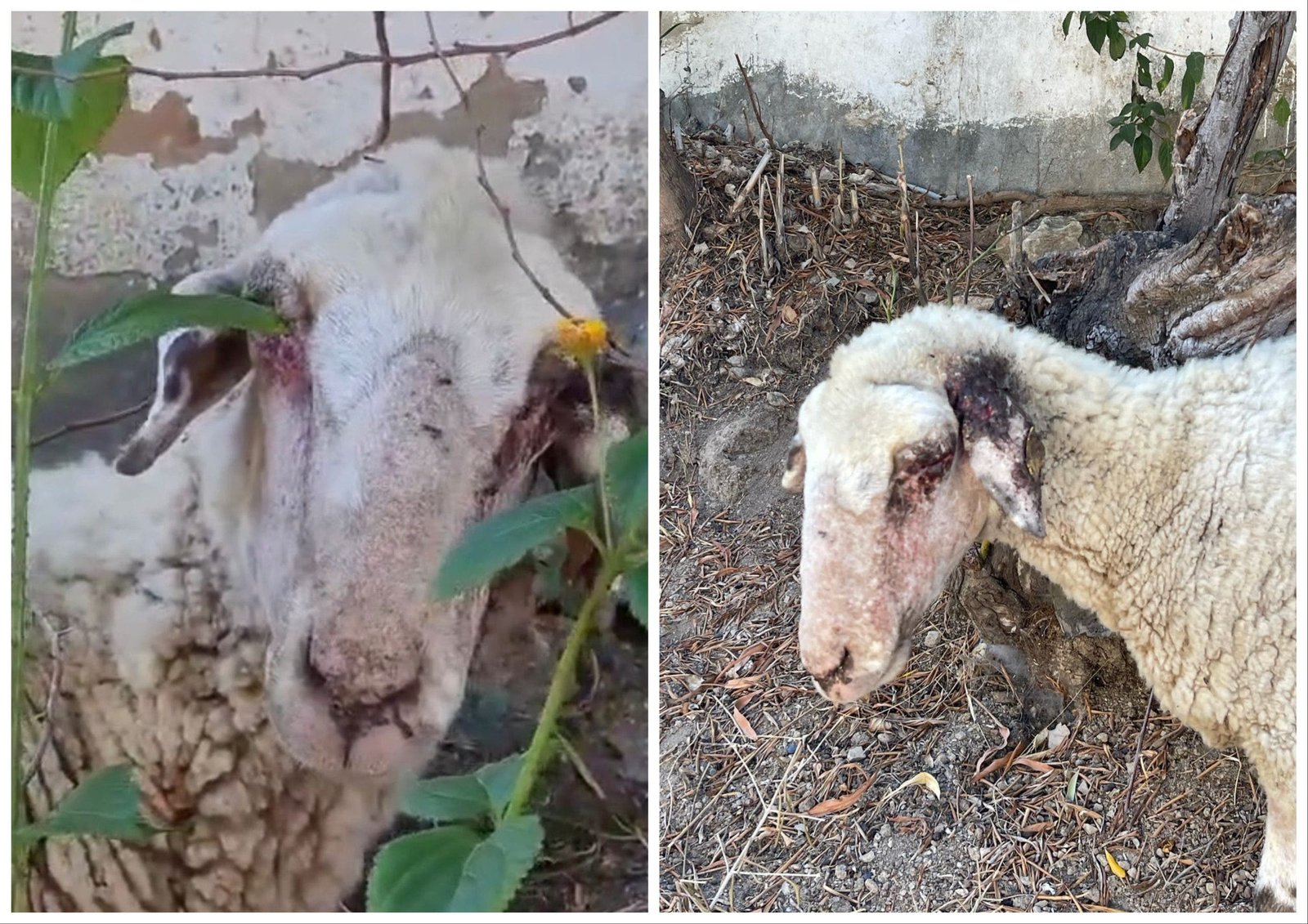 Breaking News: British Expats Uncover Animal Abuse on Spanish Farm, Police Too Occupied to Investigate! - collage maker 06 oct 2023 04 31 pm 4920 scaled 1 - Marbella News Crime -