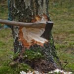 Outraged Marbella Mayor Forces Expat to Cough Up Thousands for Unauthorized Tree Felling: 16 New Trees - cut tree 1716671 - Local Events and Festivities -