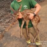 Incredible Video: Young Deer Miraculously Saved from Raging Wildfire in Spain's Costa del Sol Hills! - fuziwb3waaaeciu - Local Events and Festivities -