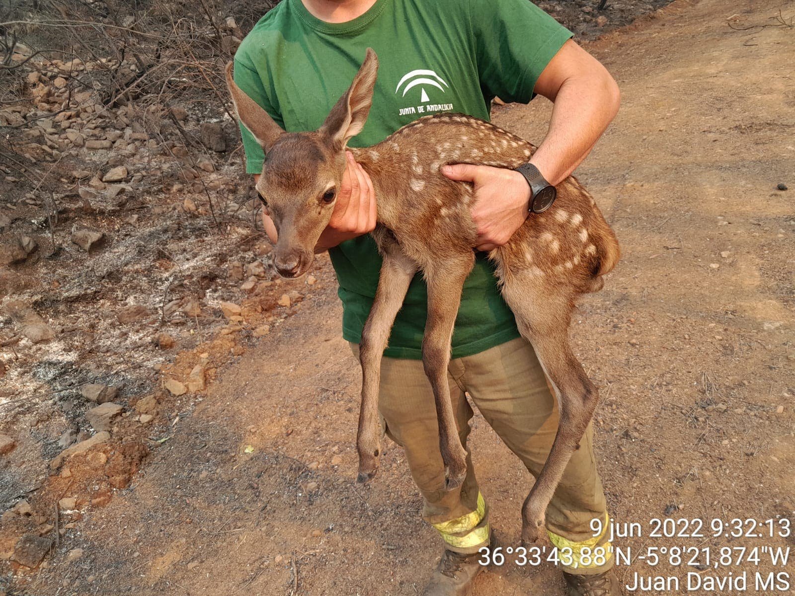 Incredible Video: Young Deer Miraculously Saved from Raging Wildfire in Spain's Costa del Sol Hills! - fuziwb3waaaeciu - Environmental and Conservation Efforts -