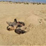 Unbelievable! Marbella Beach Witnesses Rare Spectacle as Loggerhead Turtle Lays Almost 70 Eggs! - guardamar turtle 1 - Lifestyle and Entertainment - Series