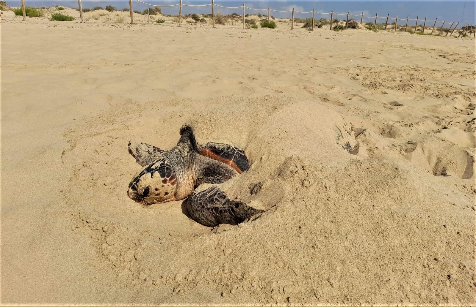 Unbelievable! Marbella Beach Witnesses Rare Spectacle as Loggerhead Turtle Lays Almost 70 Eggs! - guardamar turtle 1 - Environmental and Conservation Efforts -