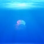 "Unstoppable Jellyfish Invasion Puts Spain's Malaga on High Alert! Western Coast Beaches at Risk!" - jellyfish ga44b2b3d3 1920 - Transportation and Travel -