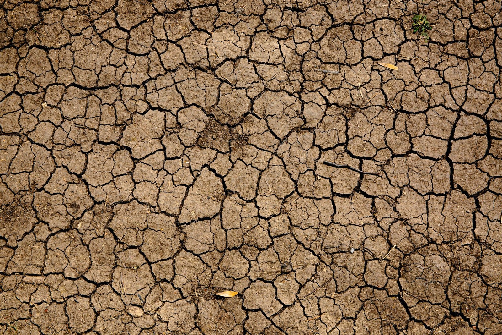 Drought in Marbella