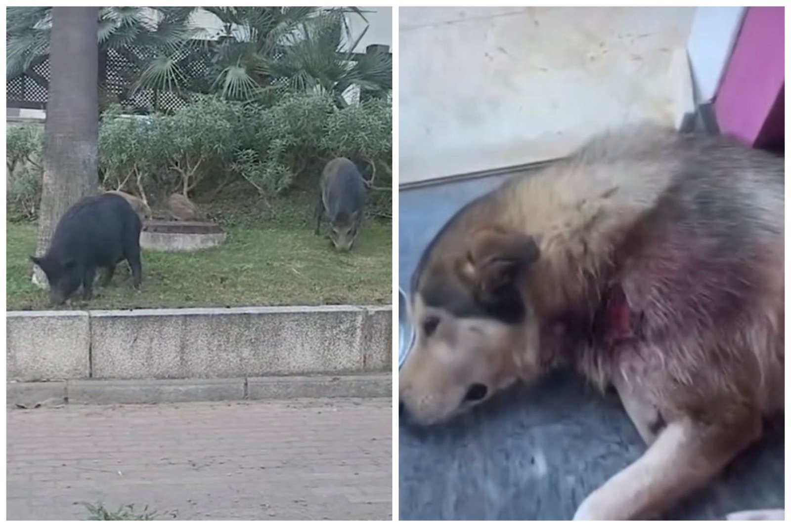 Luxury Marbella Resort Overrun by Wild Boars, Following Fierce Attack on Local Pet Dog - mixcollage 23 nov 2023 01 44 pm 7723 - Environmental and Conservation Efforts - Wild Boars