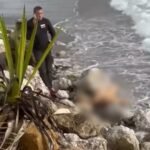Shocking Twist in Marbella Murder: Colombian Woman's Missing Hands Discovered in Ex-Boyfriend's Grisly - policeman corpse 1 - Tourism -