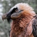 Marbella's Puerto Banus Witnesses Heroic Police Rescue of a Bewildered Vulture! - preview16 - Marbella News Crime -