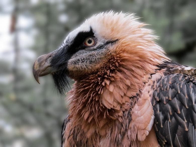 Marbella's Puerto Banus Witnesses Heroic Police Rescue of a Bewildered Vulture! - preview16 - Environmental and Conservation Efforts -