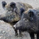 Unbelievable! Wild Boars Take Over Spain's Marbella Beach, Stunning Sunbathers! - wild boar 2256296 scaled 2 - Local Events and Festivities -