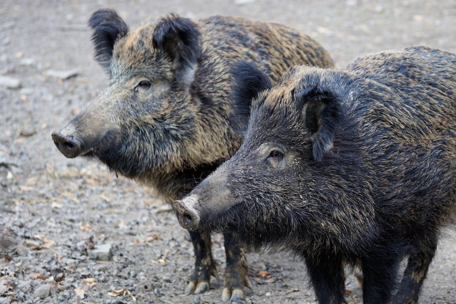 Unbelievable! Wild Boars Take Over Spain's Marbella Beach, Stunning Sunbathers! - wild boar 2256296 scaled 2 - Environmental and Conservation Efforts -