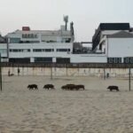 Unbelievable! Wild Boars Invade Spain's Marbella Beach, Leaving Sunbathers Stunned! - wildboar - Real Estate and Urban Development -