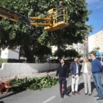 No cutbacks to Marbella's annual tree pruning plan