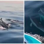 Dolphins Grace Marbella