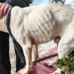 Expat on the Run: Bull Terrier Miraculously Survives Three-Month Abandonment in Spanish Storage Room! - manhunt for expat who left dog to starve in spain bull terrier survived being left in a storage room in marbella for three months without food or water - Real Estate and Urban Development -