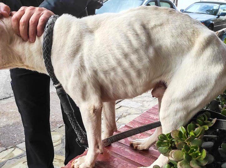 Expat on the Run: Bull Terrier Miraculously Survives Three-Month Abandonment in Spanish Storage Room! - manhunt for expat who left dog to starve in spain bull terrier survived being left in a storage room in marbella for three months without food or water - Crime - Abandonment in Spanish