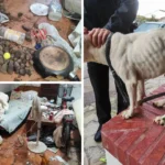 Heartwarming Rescue: Starving Pooch in Marbella Storage Shed Saved by Heroic Police! - perro abandonado kovC 1200x840@Diario20Sur - Local Events and Festivities -