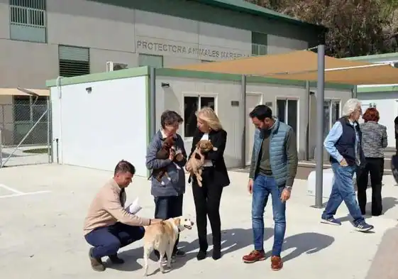 "Marbella Town Hall Unveils Spectacular Safe Haven for 600 Abandoned Animals!" - 188981409 562x393 1 - Animal welfare -