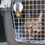 Rare African Lynx Spotted in a Marbella Home Garden, Sparks Excitement! - mini1 1709897921 - Health and Safety -