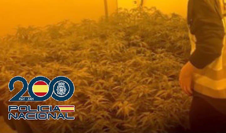 Luxury Villas in Marbella Busted: Lavish Hideouts for Drug Cultivation Ring Revealed! - mini1 1710332858 - Local Events and Festivities -
