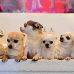 Unveiling the World's Most Opulent Dog Hotel in Marbella: Beach Walks, Reiki Treatments, - tiny dog hotel spa inicio 4 ok - Local Events and Festivities -