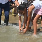 Photo special: The 49 loggerhead sea turtles that hatched on a Marbella beach last year are released into the sea