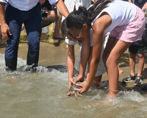 Photo special: The 49 loggerhead sea turtles that hatched on a Marbella beach last year are released into the sea