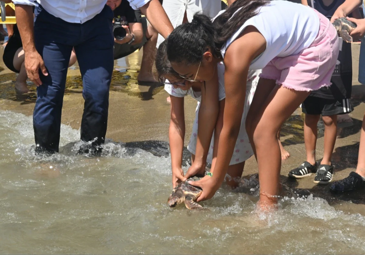 Photo special: The 49 loggerhead sea turtles that hatched on a Marbella beach last year are released into the sea