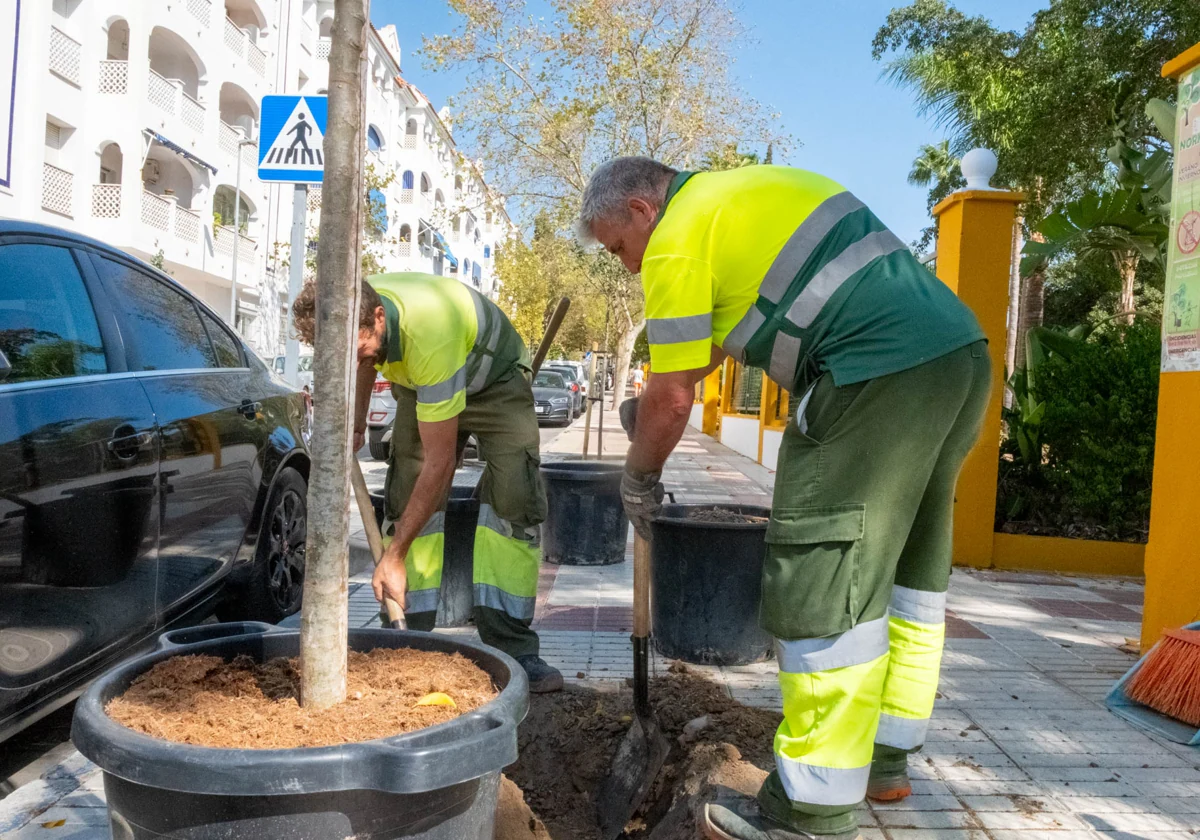 Discover the Green Revolution: Costa del Sol Town Set to Welcome Over 100 New Trees! - arbolado sanpedro U70447080642mPJ - Environment -