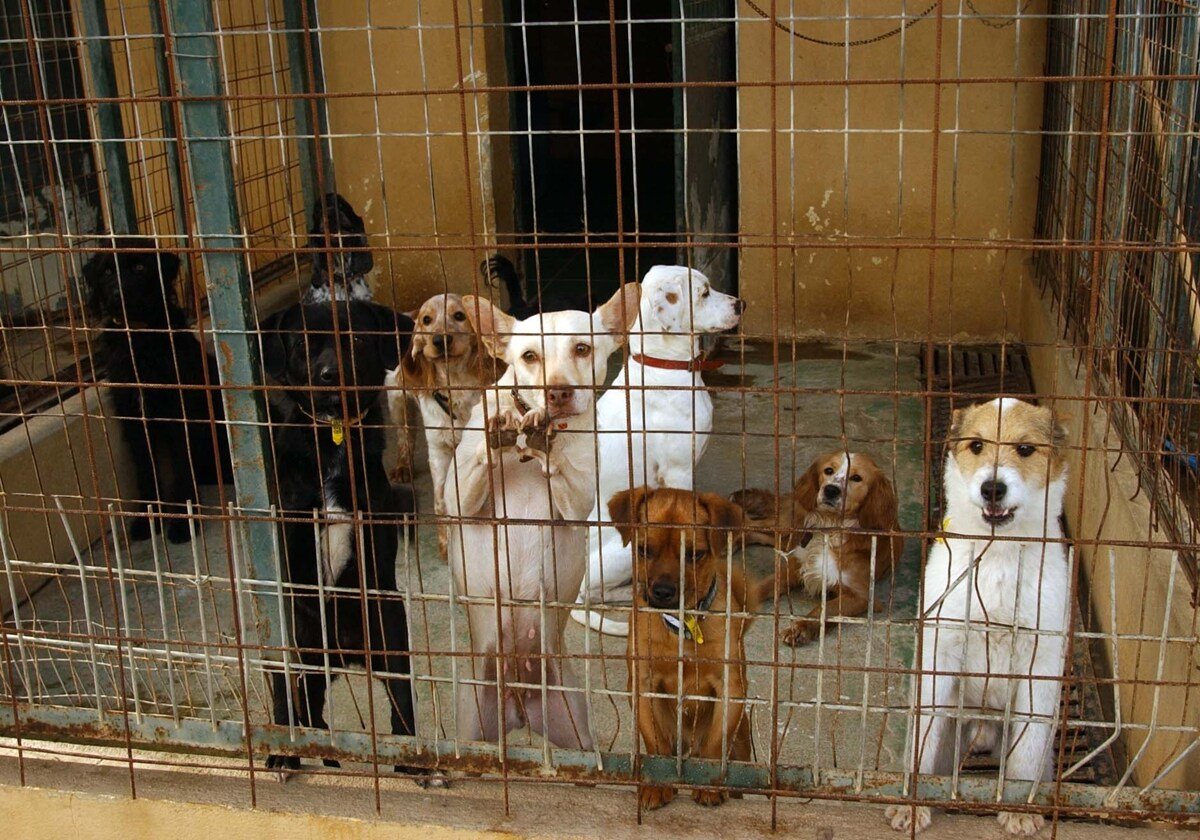 Shocking Twist: Ex-Triple A Officials Face Prison Time Over Unjust Animal Slaughter Allegations! - tripleA marbella U43525605038sNf - Animal welfare -