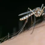 Marbella man becomes first human case of West Nile virus in Malaga province