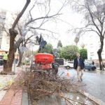 Unveiling San Pedro Alcántara's Majestic Transformation: 1,600 Trees Set to Get a Pruning - poda spa U54044671285TUj 1200x840@Diario20Sur - Local Events and Festivities - Marbella Population