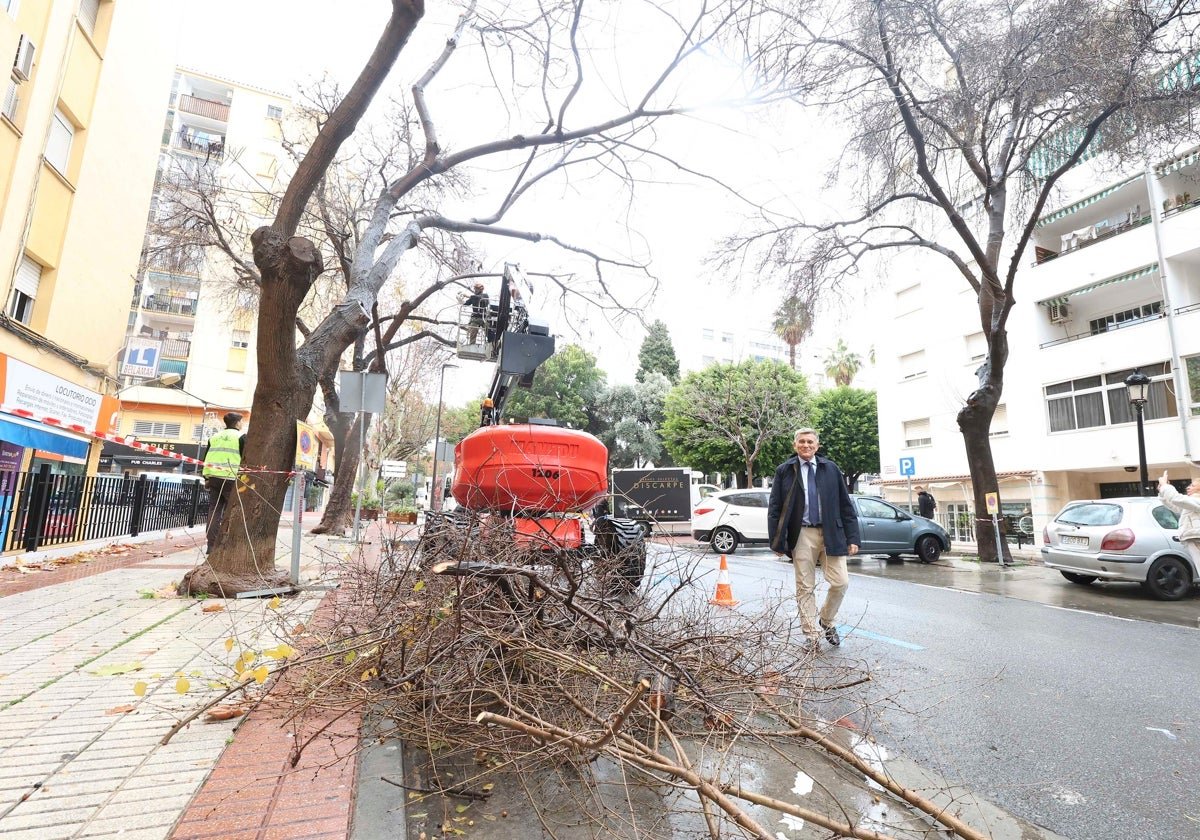 Unveiling San Pedro Alcántara's Majestic Transformation: 1,600 Trees Set to Get a Pruning - poda spa U54044671285TUj - Environment -