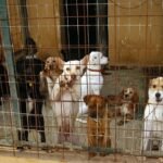 "Justice Prevails: Marbella Animal Shelter Officials Cleared of Slaughter Charges in Stunning Malaga Court Verdict!" - tripleA marbella U12806751387HcM 1200x840@Diario20Sur - Local Events and Festivities -