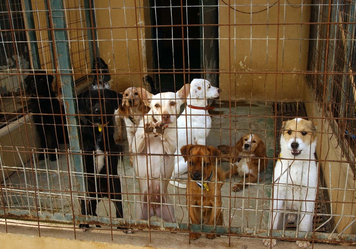 "Justice Prevails: Marbella Animal Shelter Officials Cleared of Slaughter Charges in Stunning Malaga Court Verdict!" - tripleA marbella U12806751387HcM - Animal welfare -