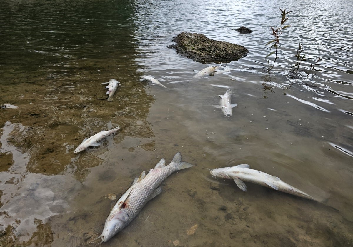 Stunning Costa del Sol's Beloved Turtle Lake in Uproar: Mysterious Mass Fish Deaths Spark Outrage! - peces muertos marbella U73404262226YfP - Environment -