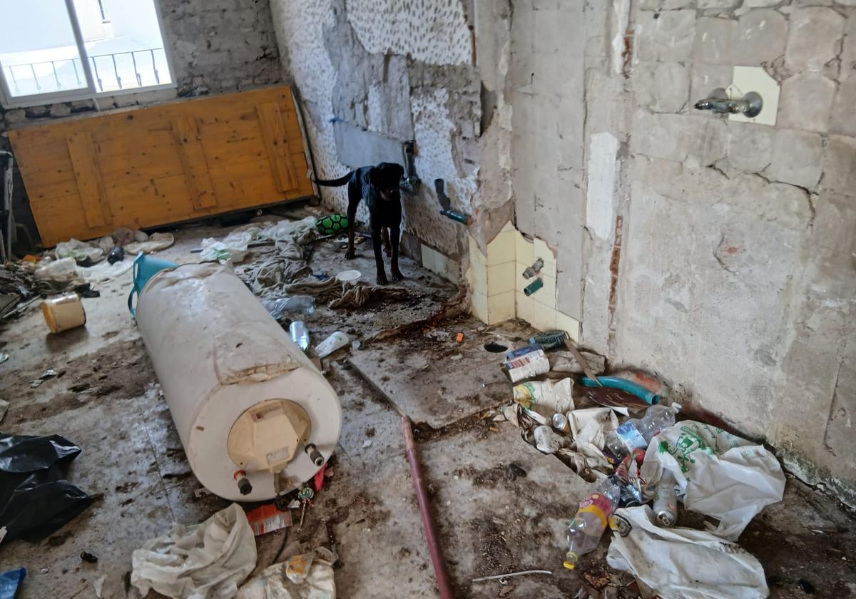"Marbella's Long-Lost Canine Found: A Tale of Survival Amidst Squalor and Injury" - WhatsApp20Image202025 05 0920at2012.04.29 U2301202597417JUH - Animal welfare -
